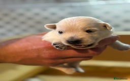 West Highland Terrier dogs for sale: West Highland Terrier Puppies for Loving Homes - Image 8