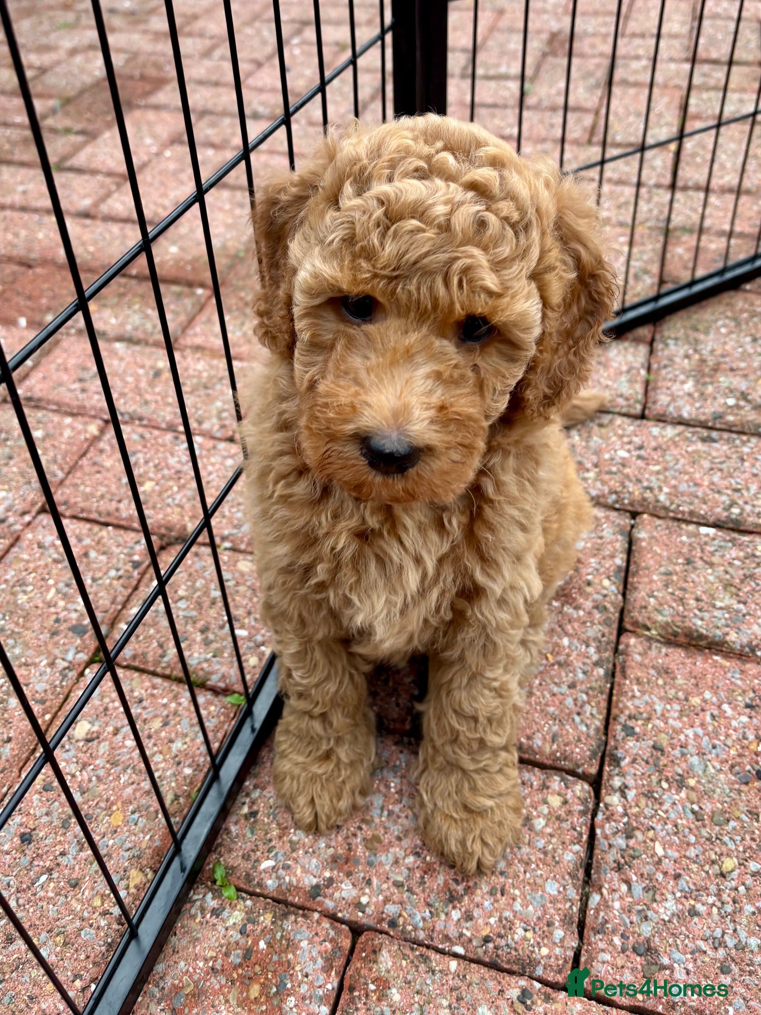 Australian Labradoodle dogs Australian Mini Double Doodle Multigen puppies. - Advert 2