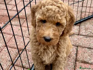 Australian Labradoodle dogs Australian Mini Double Doodle Multigen puppies. - Advert 2