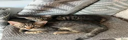 European cats for sale: Beautiful kittens 🐱 available now - Advert 2