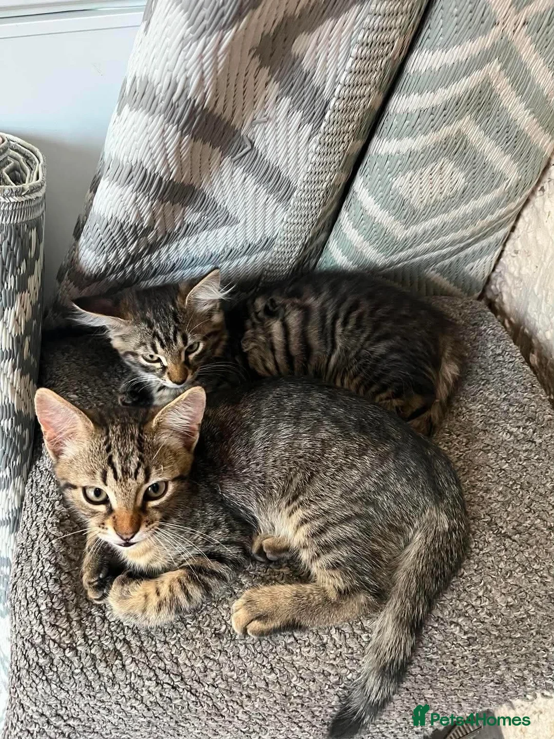 European cats for sale: Beautiful kittens 🐱 available now - Advert 2