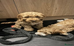 Cockapoo dogs for sale: Cockapoo in Chesterfield - Image 22
