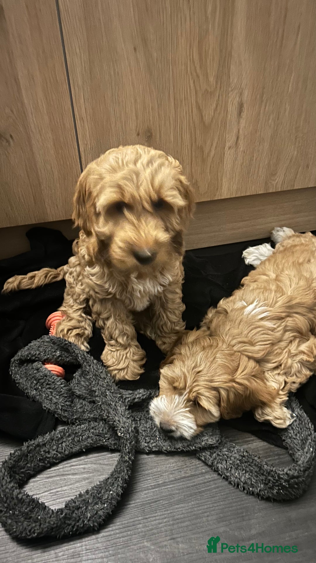 Cockapoo dogs for sale: Cockapoo in Chesterfield - Image 22