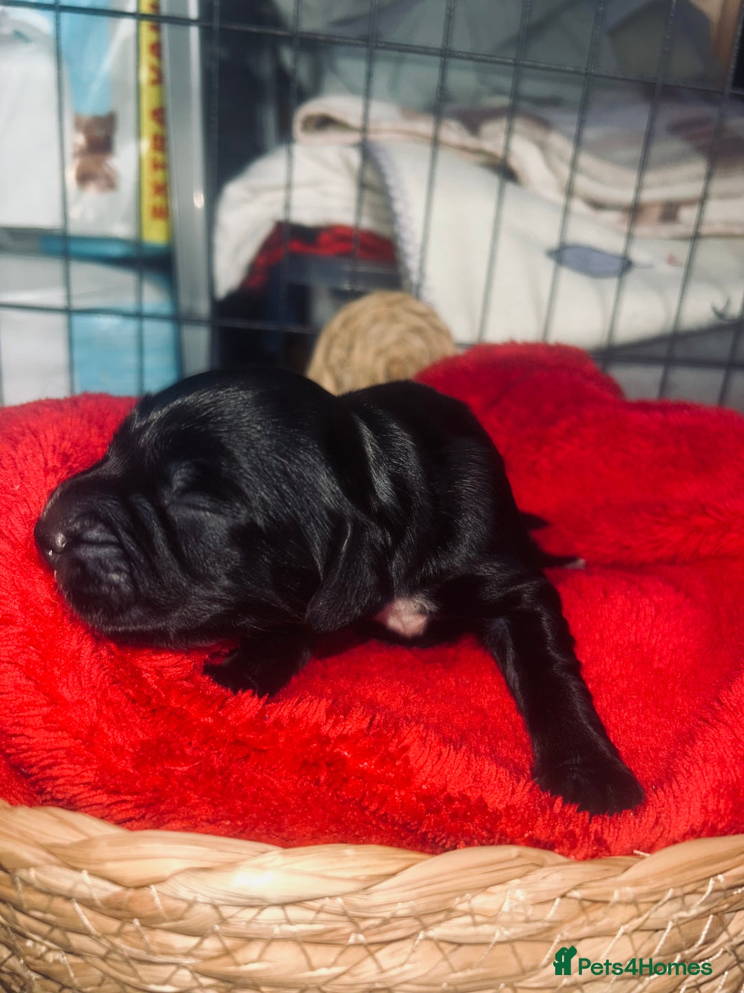 Cocker Spaniel dogs for sale: Cocker spaniel pups for sale  - Advert 21