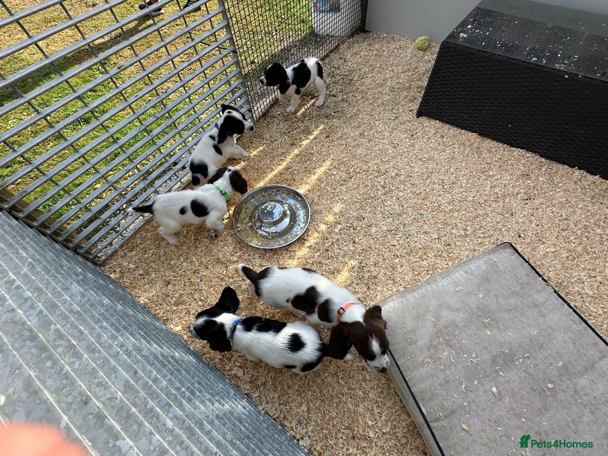 English Springer Spaniel dogs Springer spaniel puppies  - Advert 1