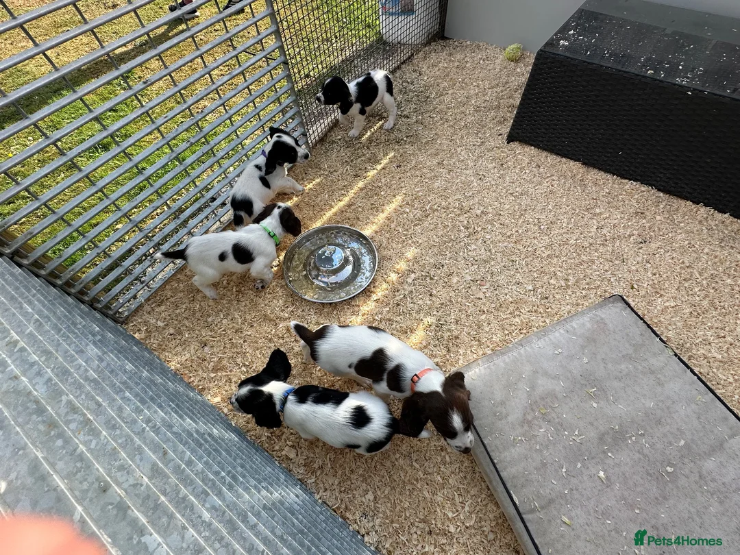 English Springer Spaniel dogs for sale: Springer spaniel puppies  in Bala - Advert 1