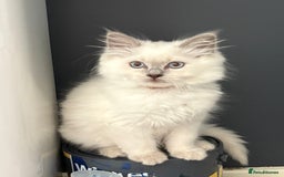 Ragdoll cats for sale: 2 Loving Ragdoll males - Image 11