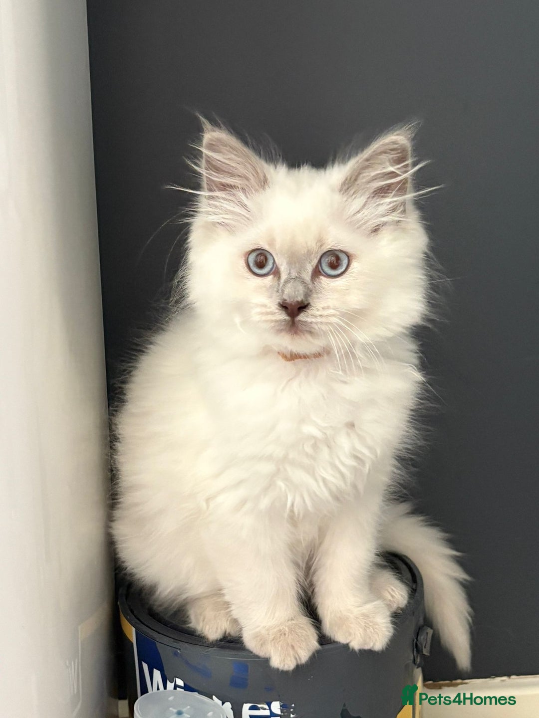 Ragdoll cats for sale: 2 Loving Ragdoll males - Image 11