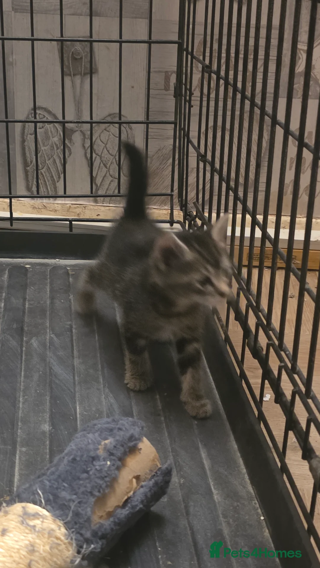 Mixed Breed cats for sale: Savannah X Domestic kittens - Advert 10