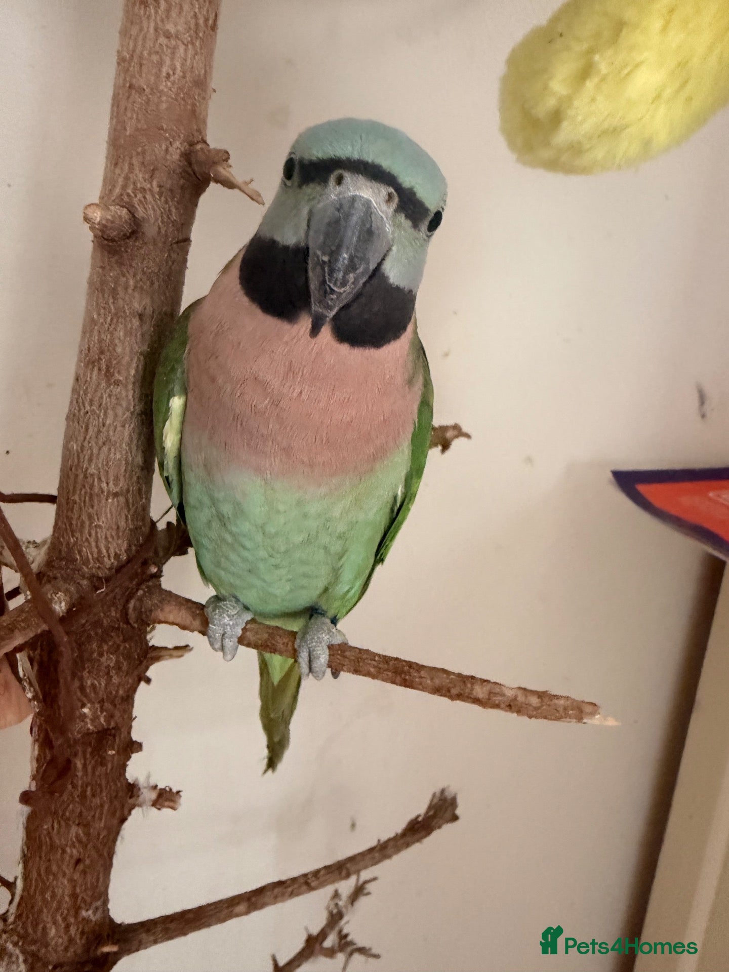 Parakeets birds Female Moustache Parakeet   - Advert 1