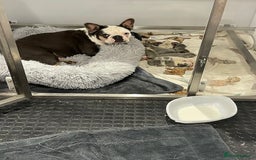 French Bulldog dogs for sale: Husky Panda Koi Frenchie = last 3 ready next week - Image 22