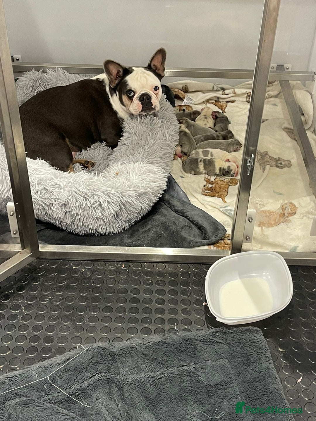French Bulldog dogs for sale: Husky Panda Koi Frenchie = last 3 ready next week - Image 22