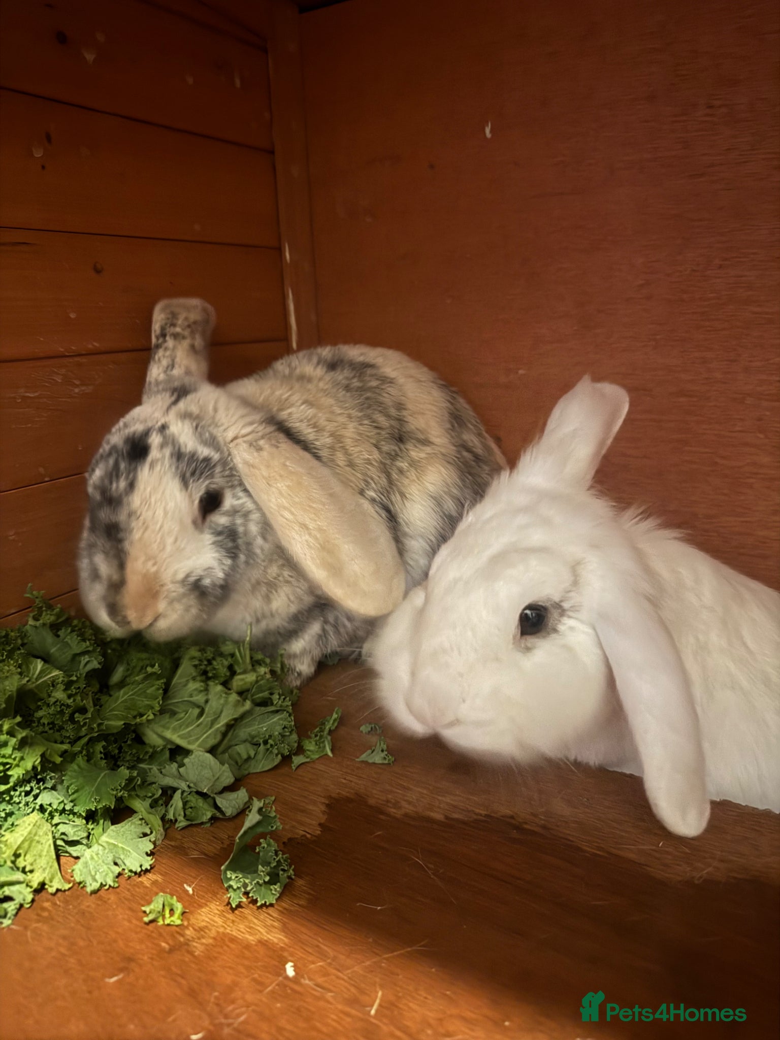 Mixed Breed rabbits 2 Rabbits for sale - Advert 18
