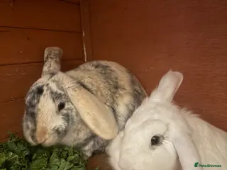 Mixed Breed rabbits 2 Rabbits for sale - Advert 15