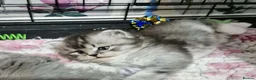 British Longhair cats for sale: GCCF REG, British Longhairs. - Advert 5