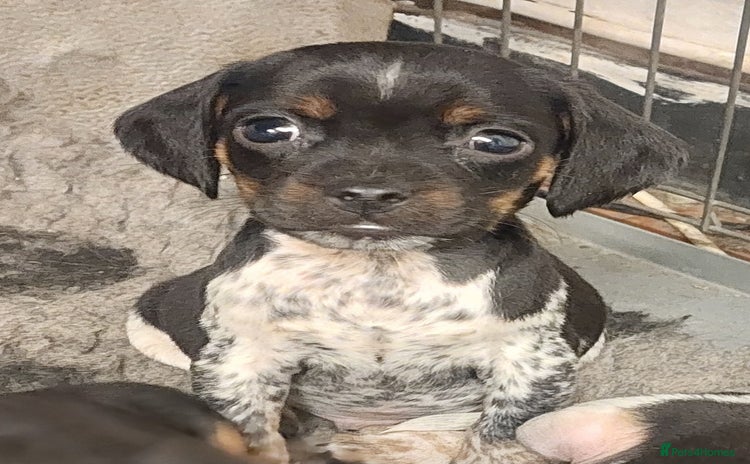 Mixed Breed dogs - Advert 6