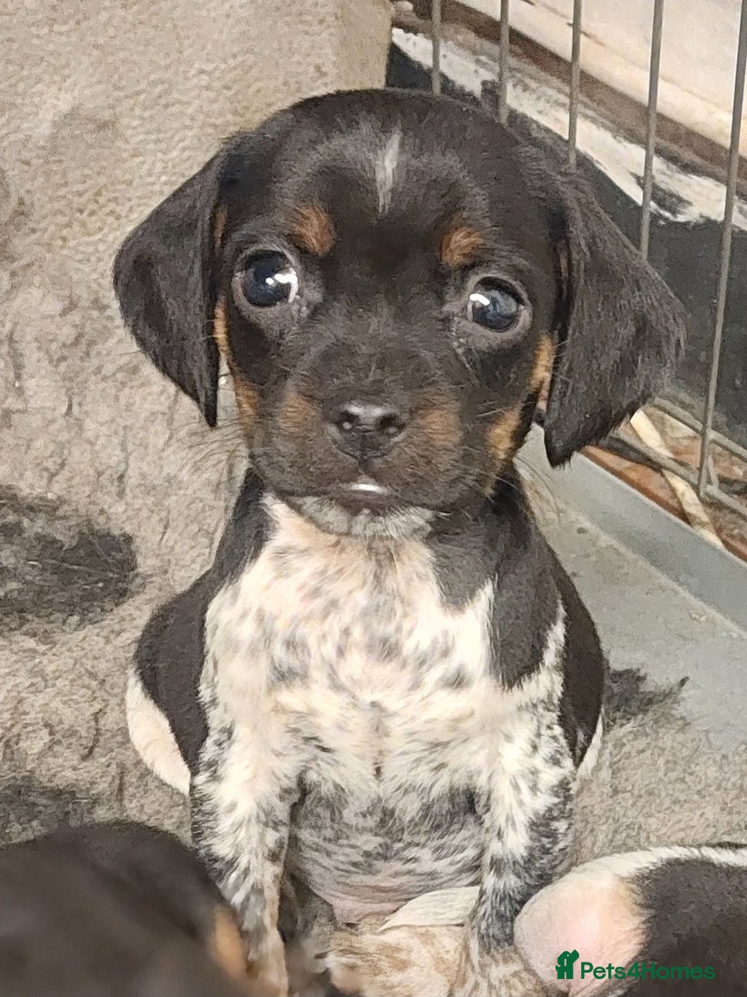 Mixed Breed dogs for sale: Cocker spaniel x Jug puppies  - Image 1