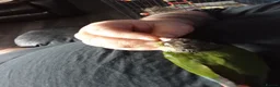 Conures birds for sale: Hand tamed conure and cage for sale in Glasgow - Advert 15