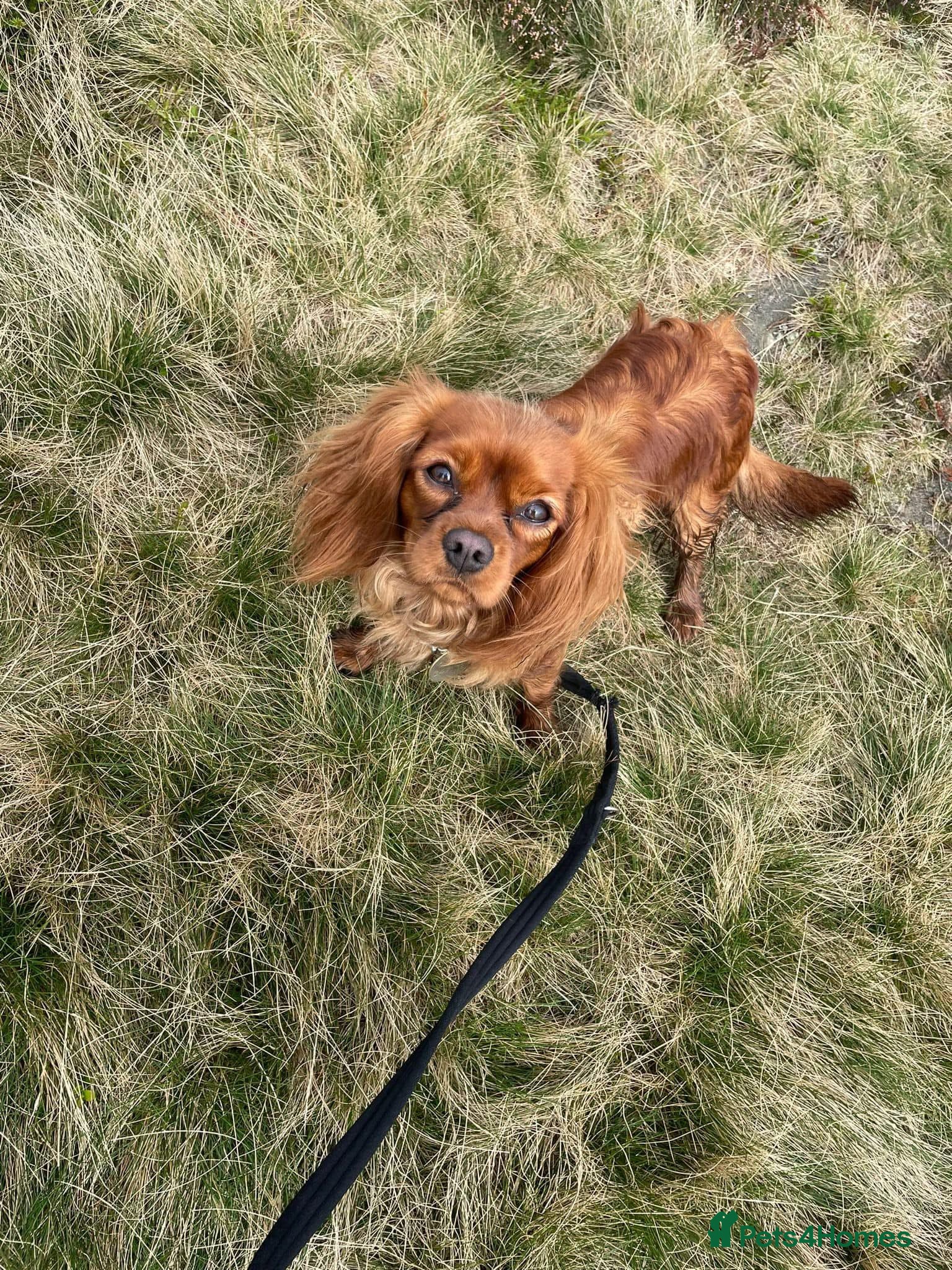 Cavalier King Charles Spaniel dogs Ruby Cavalier Puppies – KC Registered - Advert 1
