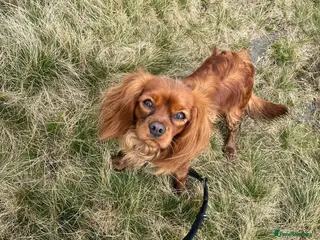 Cavalier King Charles Spaniel dogs Ruby Cavalier Puppies – KC Registered - Advert 1