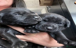 Labrador Retriever dogs for sale: Labrador pups - Image 27
