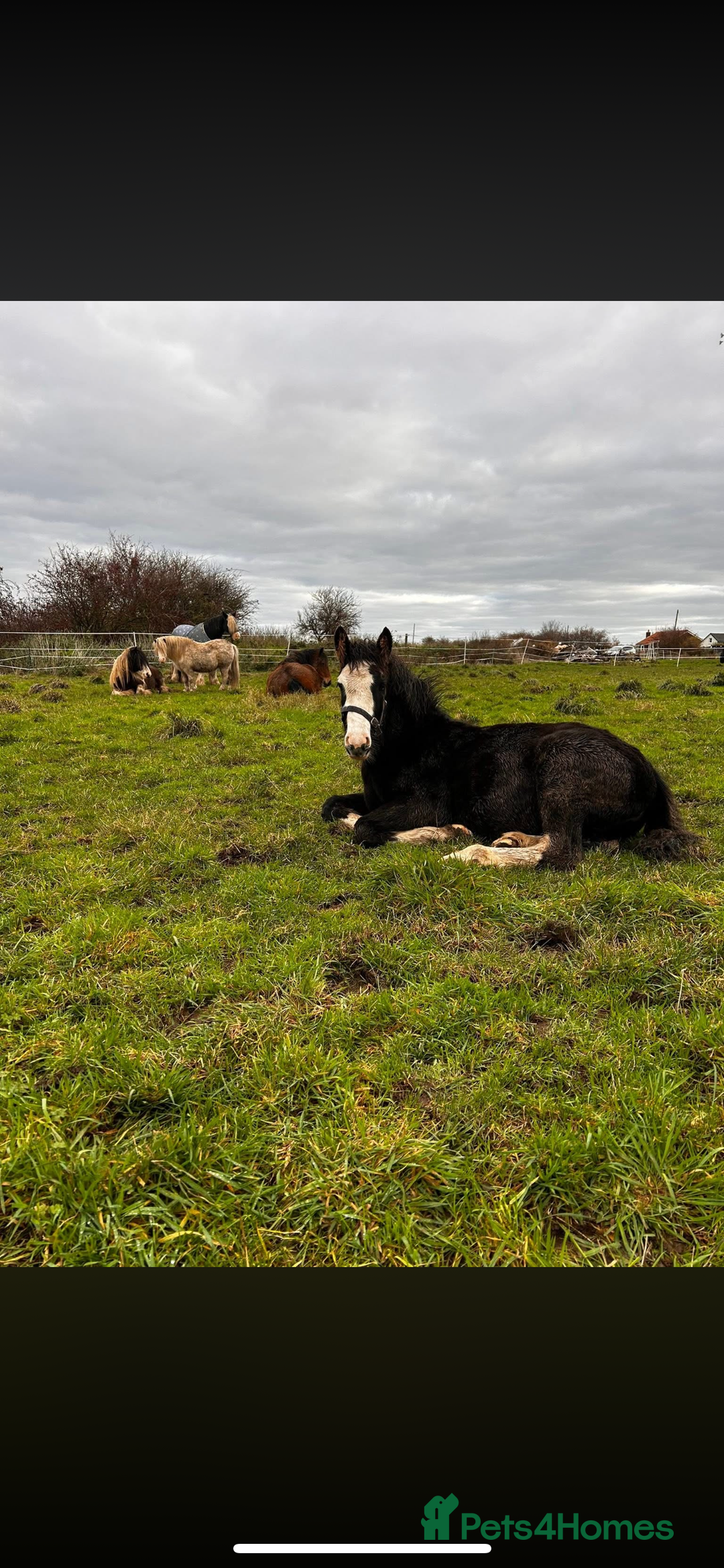 Irish Cob horses for sale: Filly for full loan or sale  - Advert 2