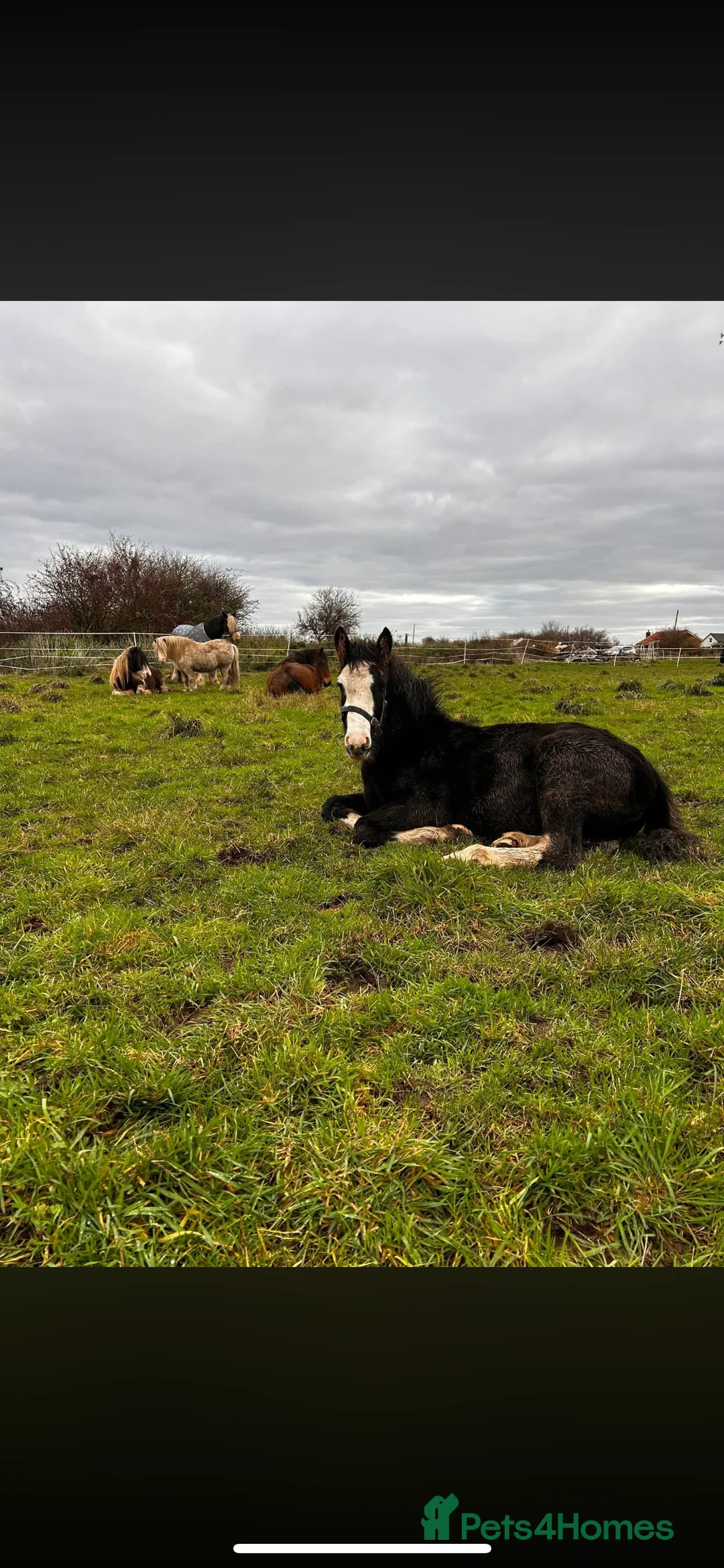 Irish Cob horses for sale: Beautiful 6 month filly for sale to make 14-15hh - Advert 2