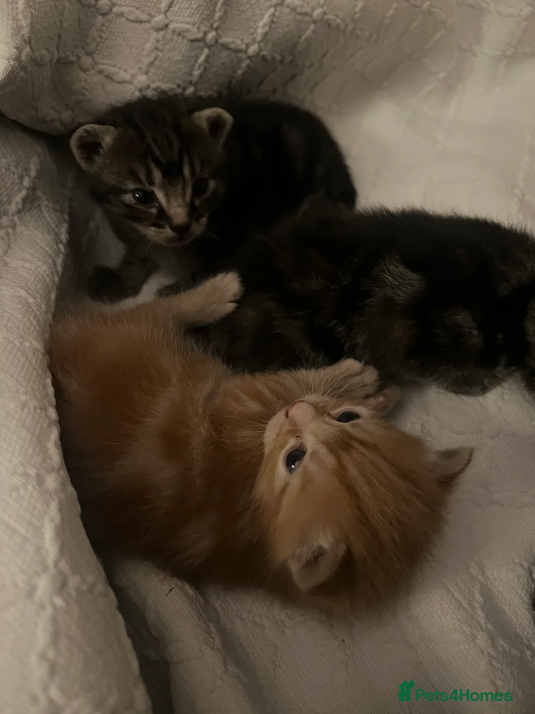 Mixed Breed cats for sale: Sociable kittens  in Brighton - Advert 6