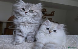 Scottish Fold cats for sale: Scottish Long hair  - Image 3