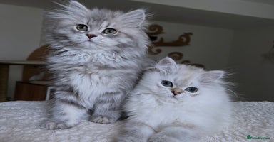 Scottish Fold cats - Advert 1