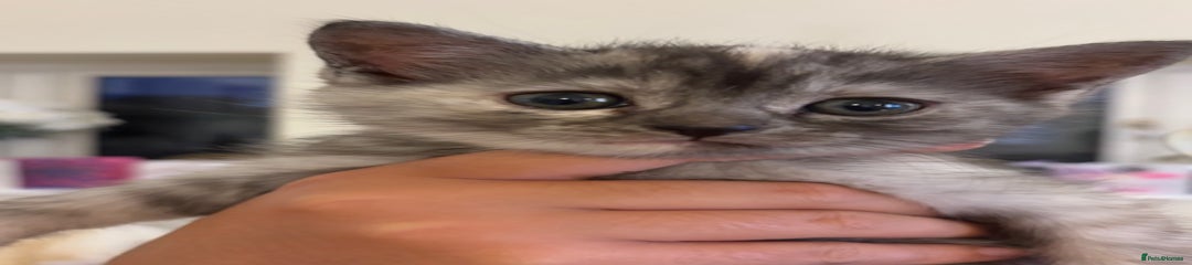 Persian Kitten 7