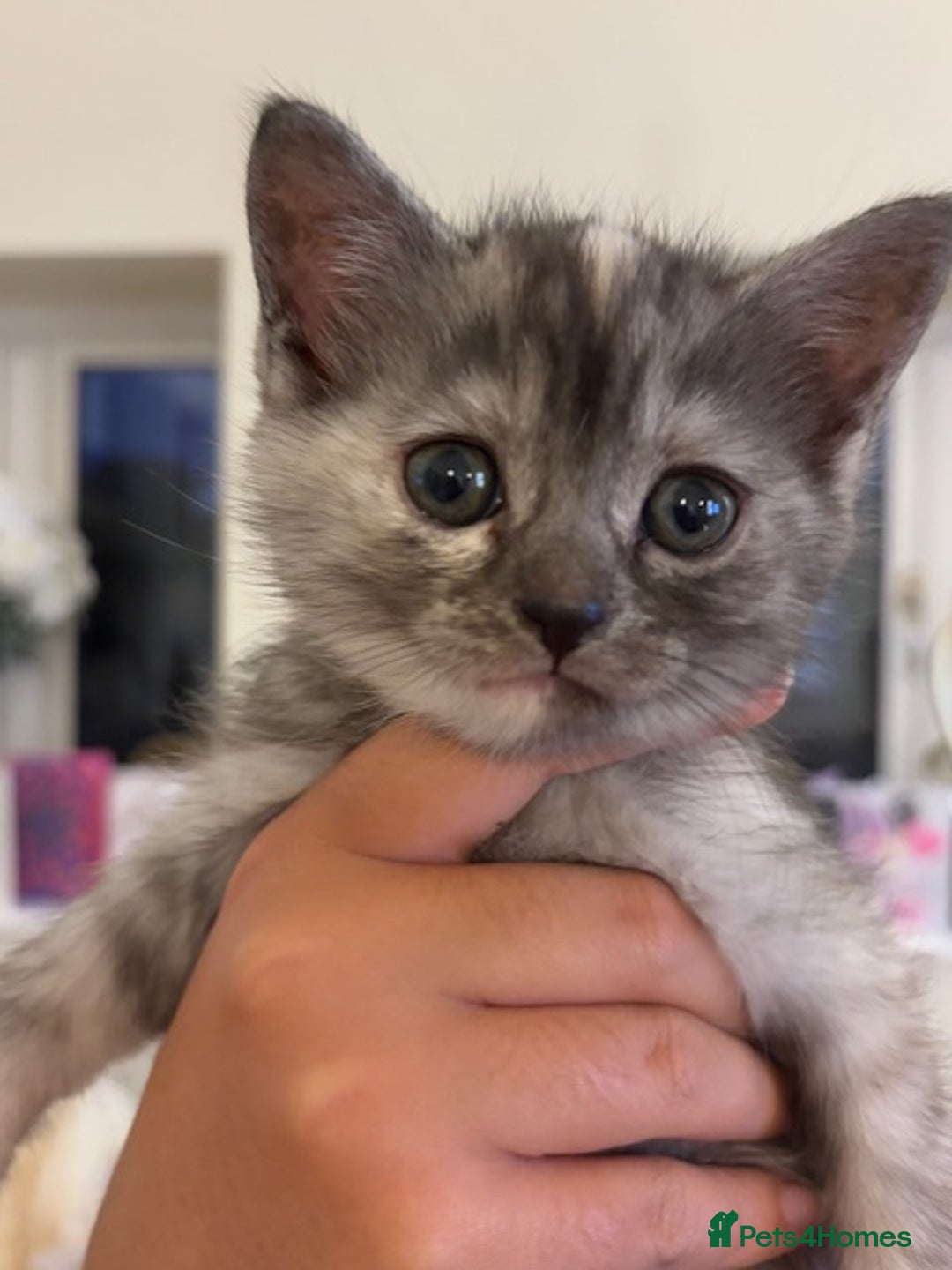 Persian cats for sale: Persian Cross Kittens - GCCF Registered parents - Image 6