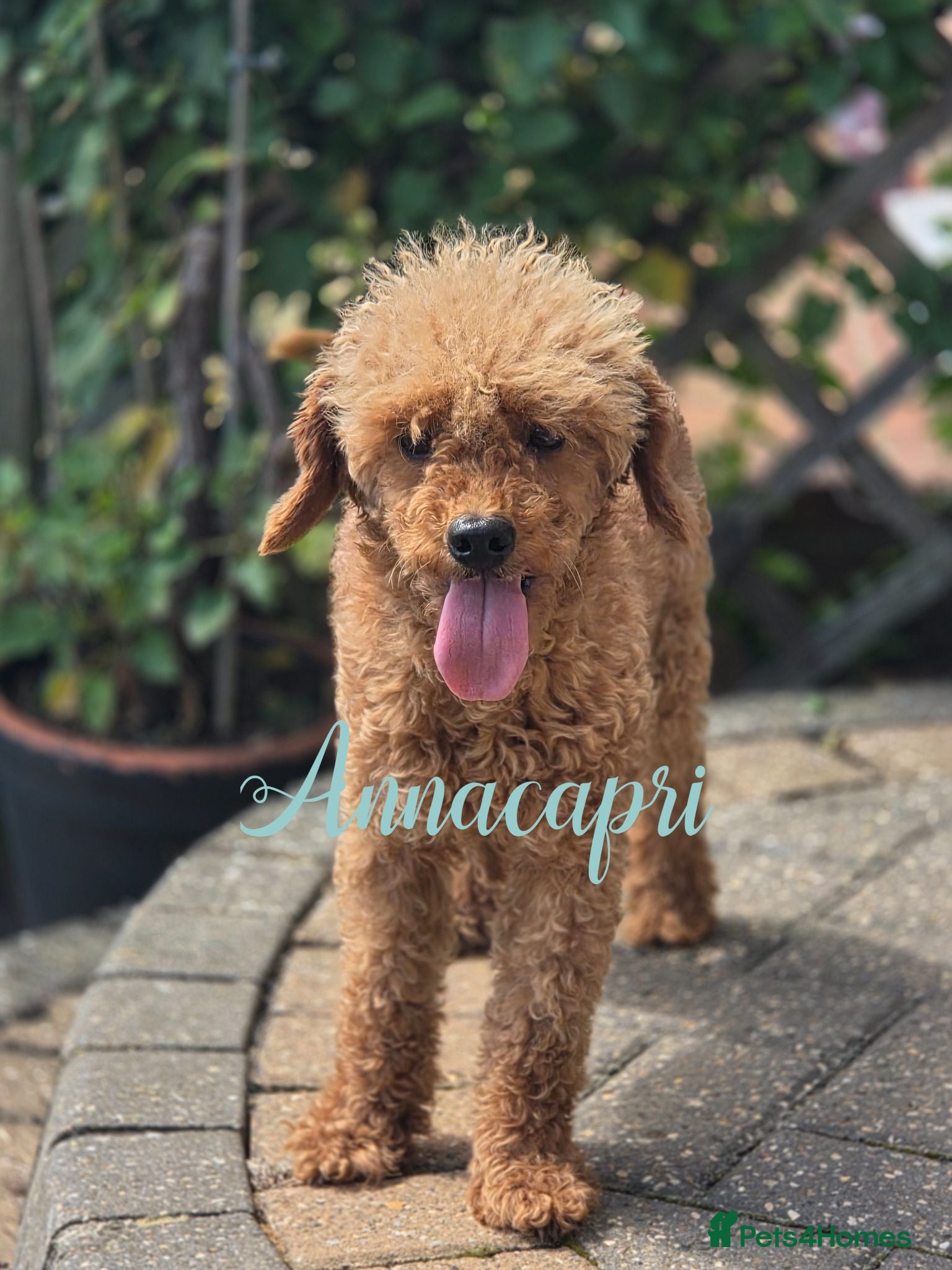 Toy Poodle dogs Stunning red toy boy not for sale stud only  - Advert 1