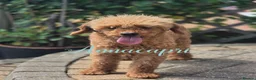 Toy Poodle dogs for stud: Stunning red toy boy not for sale stud only  - Advert 1