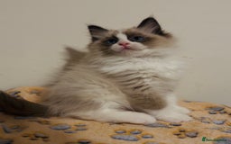 Ragdoll cats for sale: 🐾Tica full pedigree🩷 EU Ragdoll 🐱🐾DNA Clear ❤️ - Image 25