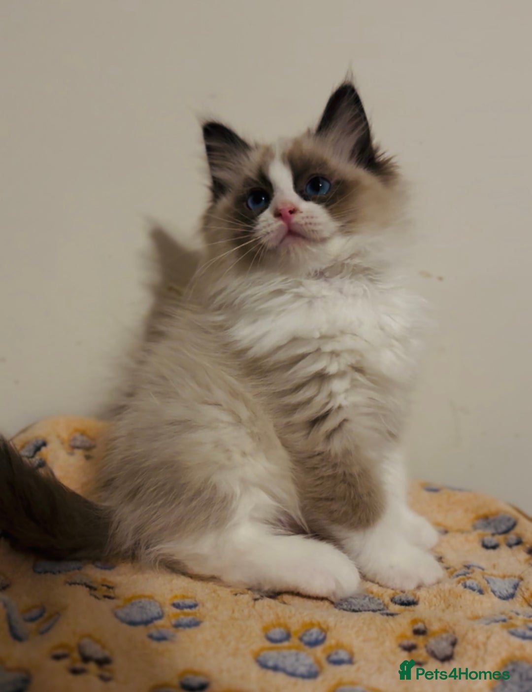 Ragdoll cats for sale: 🐾Tica full pedigree🩷 EU Ragdoll 🐱🐾DNA Clear ❤️ - Image 25