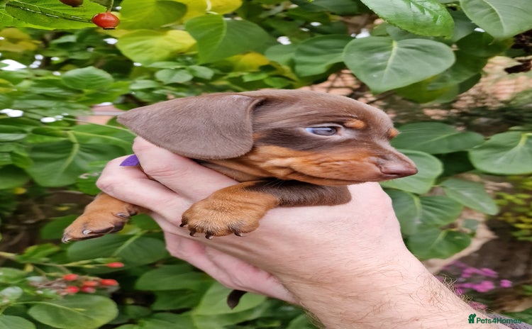 Dachshund dogs - Advert 6