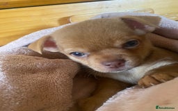 Chorkie dogs for sale: Chorkies - Advert 16