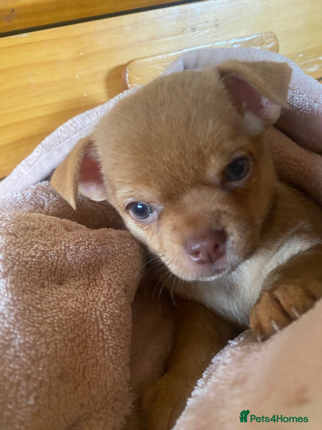 Chorkie dogs for sale: Chorkies - Advert 16