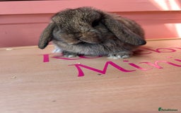 Mini Lop rabbits for sale: Show bloodline Miniature lop baby rabbits  - Image 5