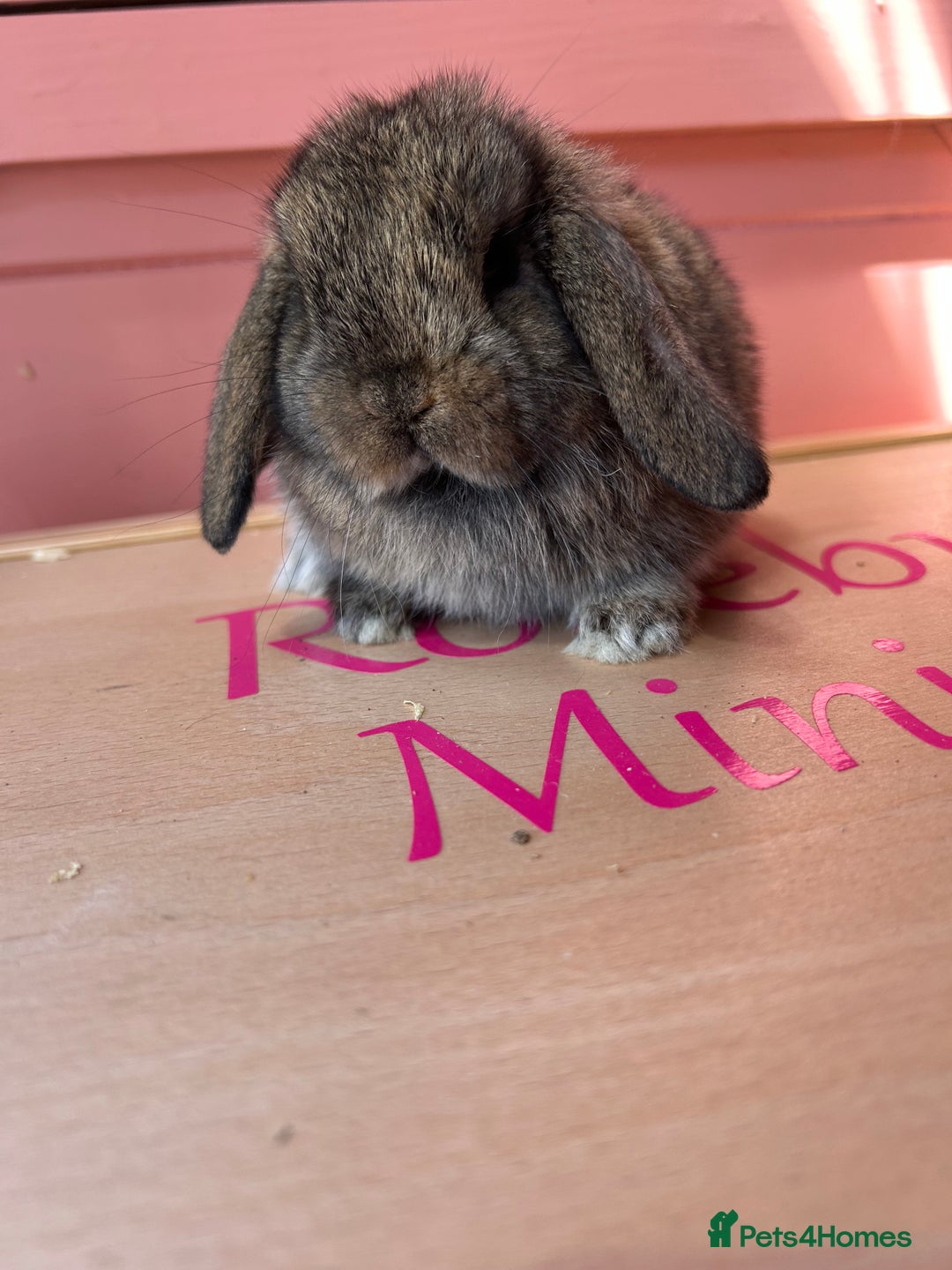 Mini Lop rabbits for sale: Show bloodline Miniature lop baby rabbits  - Image 5