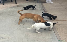 Jack Russell dogs for sale: Jack Russell puppy’s lovley boys ready to go now  - Image 1