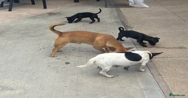 Jack Russell dogs - Advert 14
