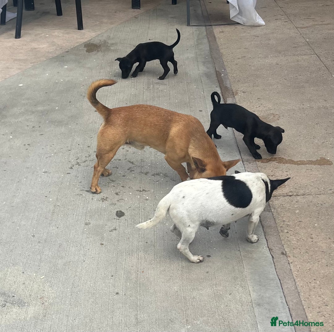 Jack Russell dogs for sale: Jack Russell puppy’s lovley boys ready to go now  - Image 1