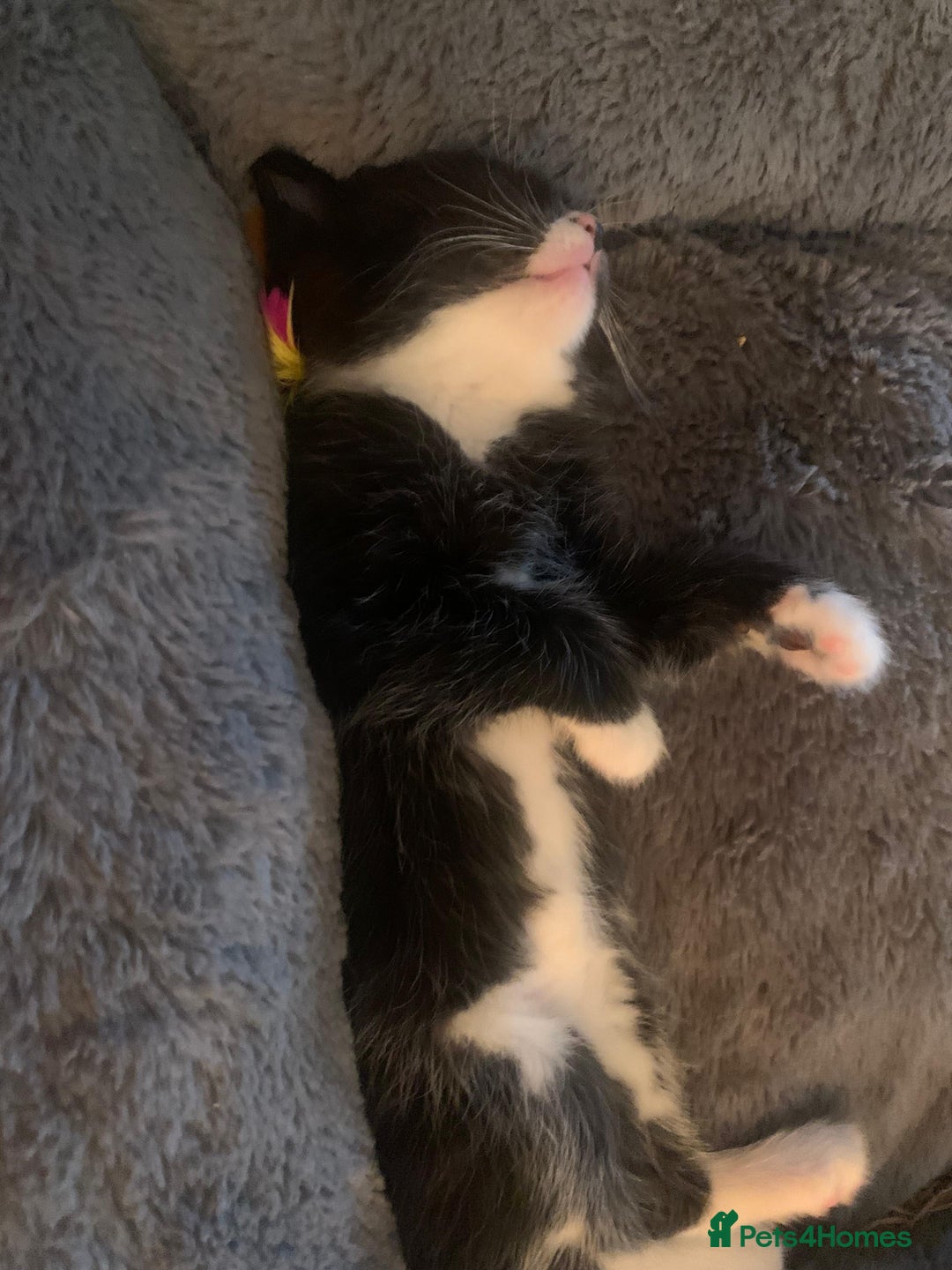 Mixed Breed cats for sale: KITTENS-LONG HAIRED - Image 5