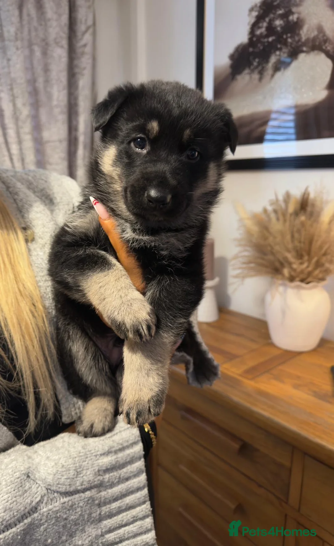 Shepsky dogs for sale: Shepsky puppies  - Advert 16