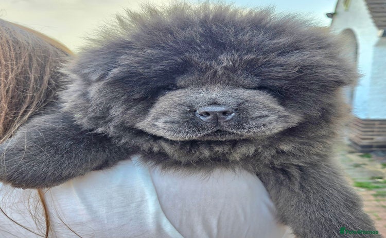 Chow Chow dogs - Advert 9