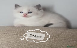 Ragdoll cats for sale: ✨🐾Ragdoll Kittens Ready for Their Loving Homes🐾✨ - Advert 7