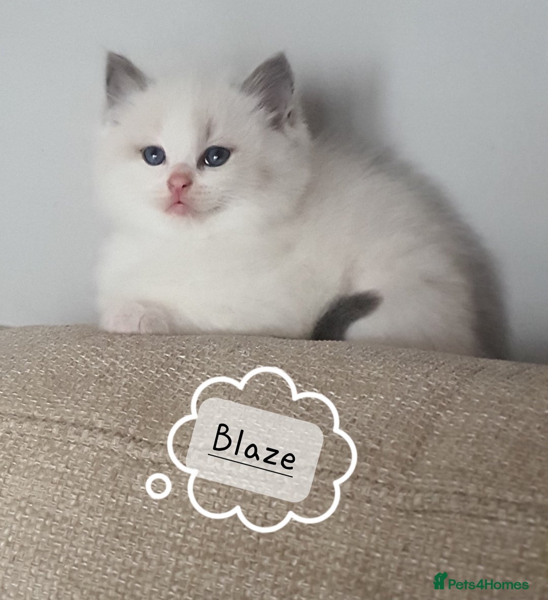 Ragdoll cats for sale: ✨🐾Ragdoll Kittens Ready for Their Loving Homes🐾✨ - Advert 7