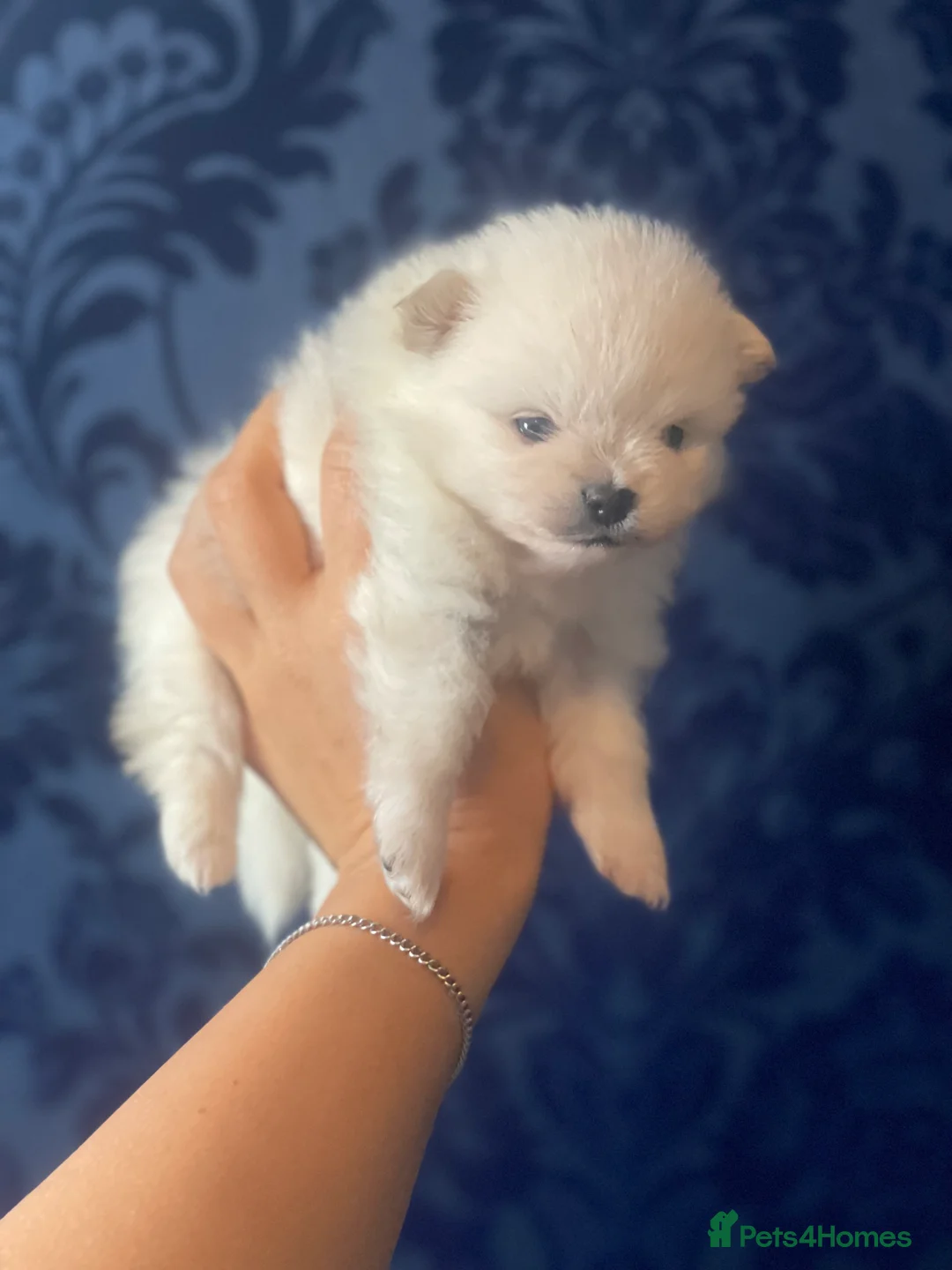 Pomeranian dogs for sale: White KENNEL CLUB Registered CHAMPION Bloodlines - Advert 12